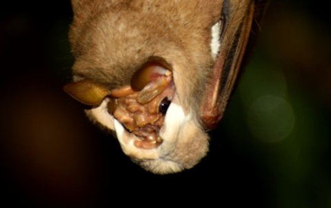 Los murciélagos son portadores conocidos de coronavirus.