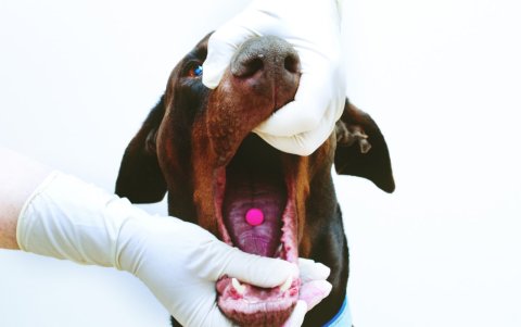 Hay varias técnicas que puede aplicar para dar la medicación a su perro.