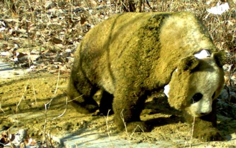 Las cámaras trampa registraron imágenes como esta.