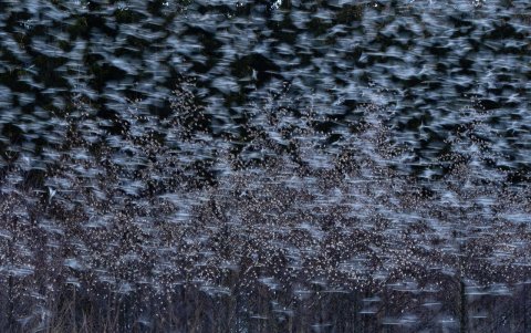 Un numeroso grupo de aves volando juntas en un bosque.