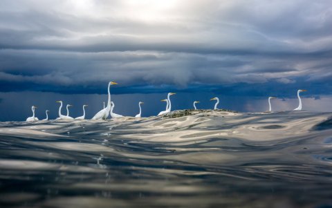 Fotografía galardonada con una mención de honor en la categoría: Birds.