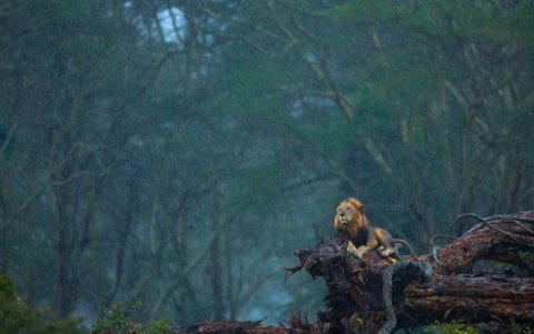 Un león en el tronco de un árbol, bajo la lluvia.