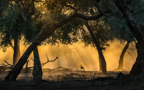 La luz amarilla del sol enfoca a un impala.
