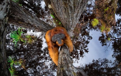 Un primate bajando de un árbol de cara al suelo.