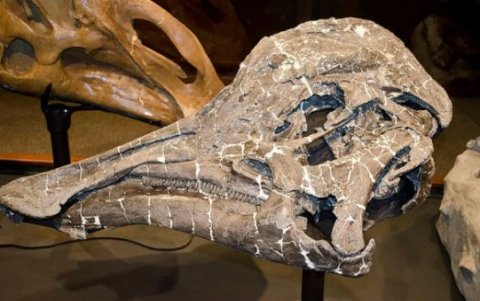 Cráneo de una cría de Hypacrosaurus stebingeri en el museo de las Rocosas en Bozeman, Montana.