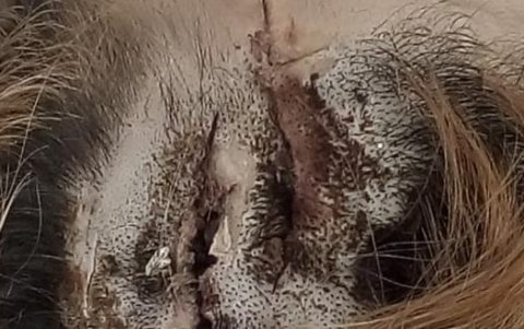 Le pegaron las heridas con brujita.