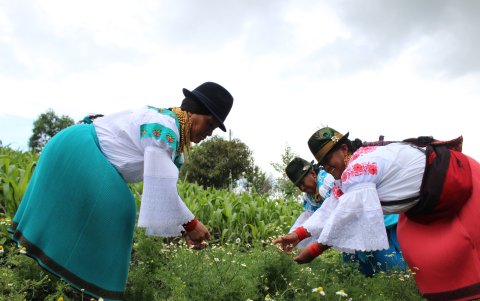 Las comunidades de la sierra se enfocan en la producción de vegetales orgánicos, cerdos negros y otros cárnicos.