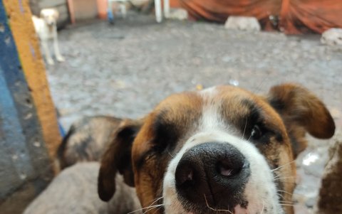 La agrupación animalista también requiere fondos para la alimentación de los peludos.