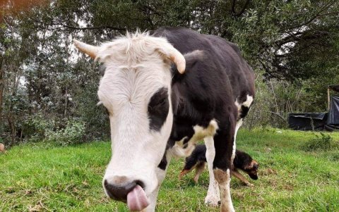 Florencia es una vaca a la que los voluntarios salvaron de morir. Tiene tres patas.