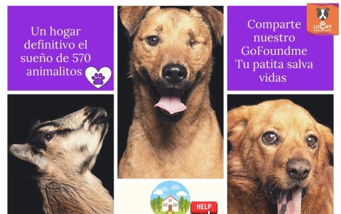 La fundación mantiene una campaña de recaudación en Gofundme.