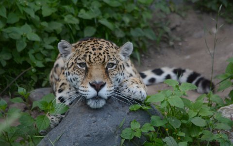 La jaguar del zoológico también es parte de apadrinamiento, que tiene planes de menos de $ 30 mensuales y de más de esa cifra.