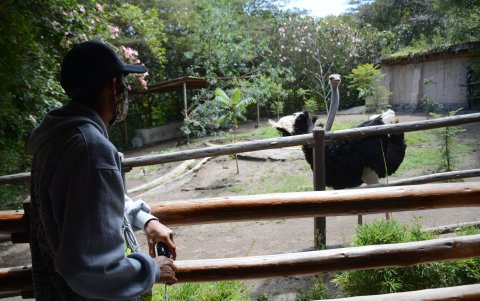 Las visitas al zoo se han reducido en un 40% debido a la pandemia, afectando fuertemente sus ingresos.