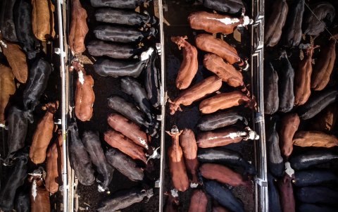 Vacas esperan en un corral para ser trasladadas a un frigorífico para su faena el 12 de enero de 2021, en el Mercado de Hacienda de Liniers, en la Ciudad de Buenos Aires (Argentina).