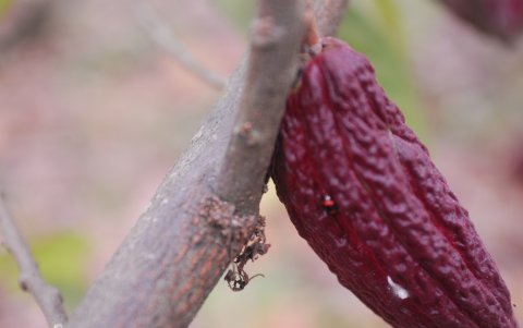 El riego, fertilización y el control de plagas son clave.