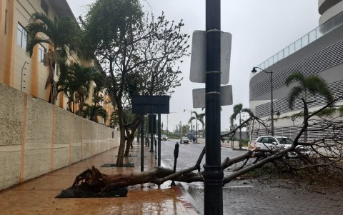 Hecho. El árbol que cayó en la vía de ingreso a Puerto Santa Ana fue retirado ayer mismo.