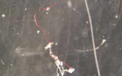 Fibra microplástica del Océano Austral.