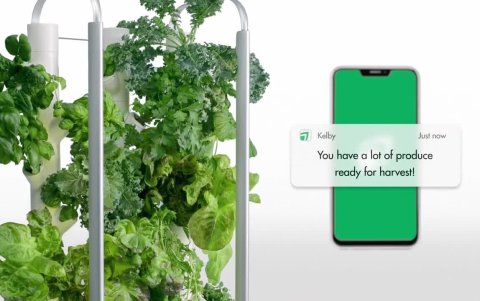 Las semillas se almacenan en “yCubes”.