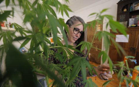 Tener acceso real al cannabis medicinal y legalizar su autocultivo son los reclamos de pacientes con dolencias crónicas en Perú, donde el debate sobre las políticas públicas de drogas, relegado durante décadas, se recrudeció tras las polémicas declaraciones de un congresista que admitió fumar marihuana.