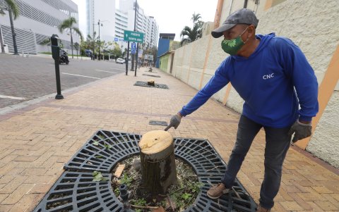 La plaga de los árboles, a decir del Cabildo, obligó a que las especies deban ser cortadas.