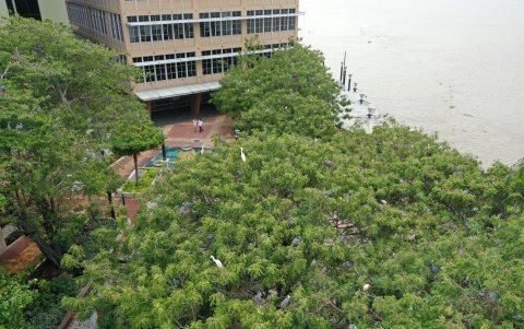 Así vivían las garzas de Puerto Santa Ana en 2021