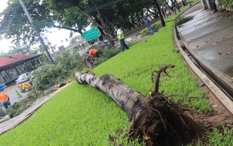 Norte.- A la altura de la ciudadela Ferroviara, las autoridades se movilizaron por la caída de un árbol, por efecto de la lluvia.