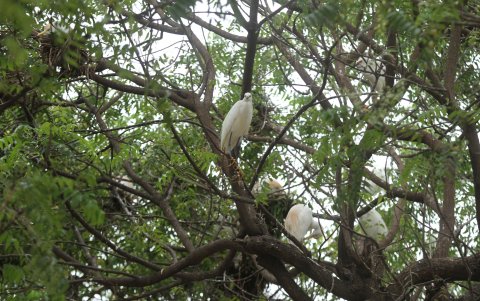 Especies. Al menos cuatro especies de garza se han instalado en el sitio.