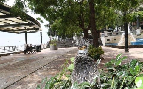 Problemática. Hay polluelos heridos que quedan entre los arbustos.