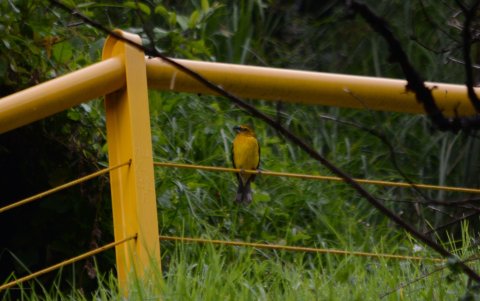 Hay más de 29 especies de aves viviendo en la quebrada de El Tejar.