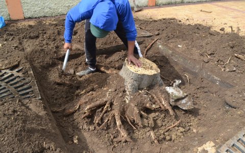 Las especies tuvieron que ser taladas. Ahora están terminando de sacar lo que quedó en la tierra para reemplazarlas por las acacias.