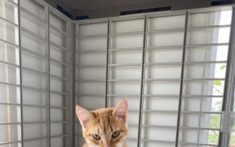 En el centro también hay un espacio destinado a los gatos.