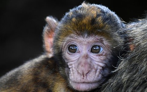 Hace unos meses, Neuralink probó con éxito en cerdos un chip que, implantado en el cráneo, permitía medir la actividad cerebral de los animales.