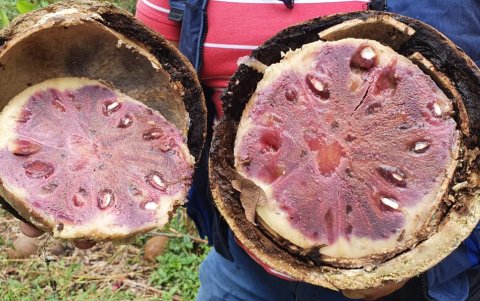 Fruto. Con este fruto del tamaño de un melón, color café oscuro, su corteza con sabor a chocolate, es la clave del tratamiento casero.