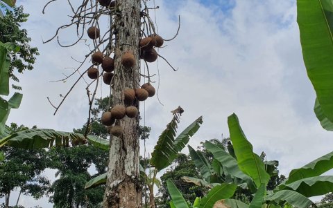 Fruto. Con este fruto del tamaño de un melón, color café oscuro, su corteza con sabor a chocolate, es la clave del tratamiento casero.