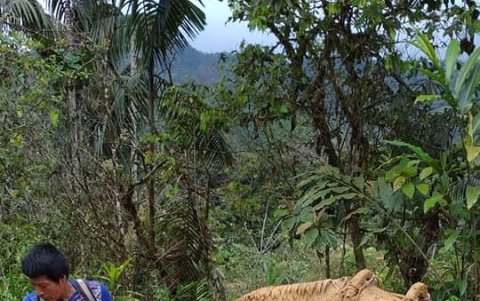 Por el estado de los caminos, los anímales se hunden en el lodo, en ocasiones.