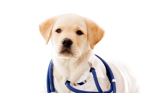 La atención veterinario es clave para calidad de vida de la mascota.