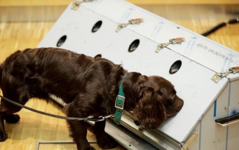 En India, los canes ayudan en la detección del también llamado virus de Wuhan.