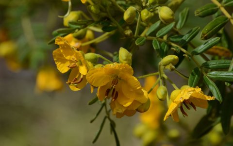 El proyecto empezó a desarrollarse en El Trébol en diciembre de 2019.