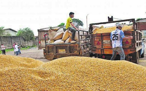 El maíz es otra de las materias primas que ha subido de precio.