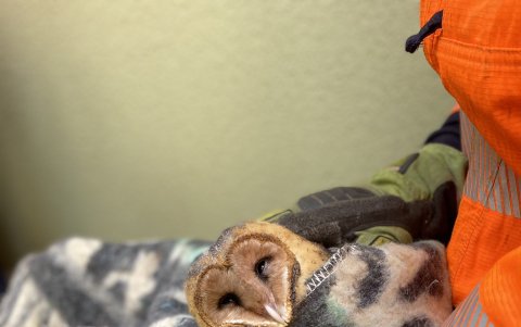 Momento en el que fue rescatado un búho por el personal.