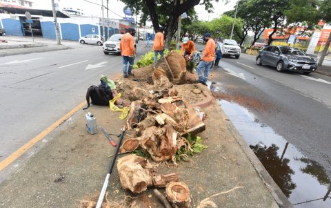 Trabajo. El Municipio indicó que raíces atrofiadas ocasionaron caída del árbol.