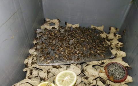 Criadero. Los criados en cautiverio son los aptos para el consumo, allí se cumplen estrictas normas de alimentación.