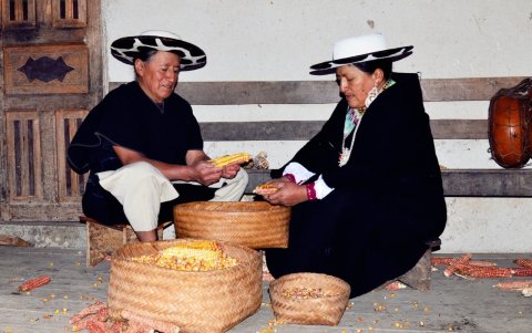 Oficio. La cosecha del maíz es parte de lo que producen.