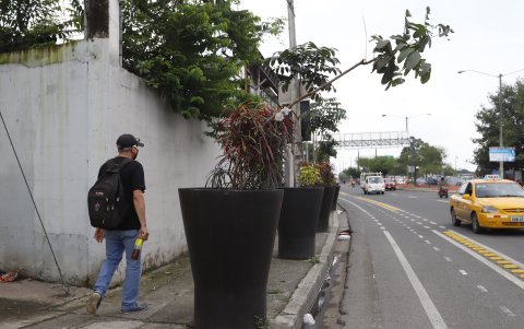 Hecho. Algunos árboles están inclinados. La ciudadanía teme que otros corran con la misma suerte.