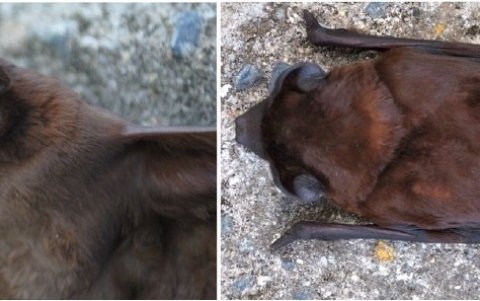 Fotografía cedida por el Instituto Nacional de Biodiversidad de una nueva especie de murciélago encontrado en la vertiente noroeste de los Andes de Colombia, Ecuador y Perú.