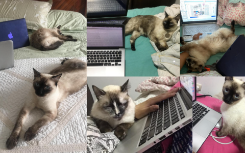 Noobi y Yuki me acompañaron en toda la cuarentena.