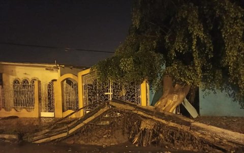 Un árbol cayó en un barrio Abdón Calderón, de La Libertad.