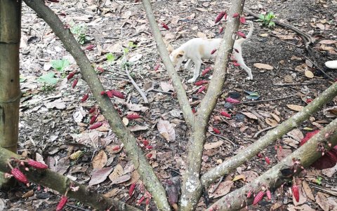 El cacao es el producto que más ha crecido en tecnología y superficie.