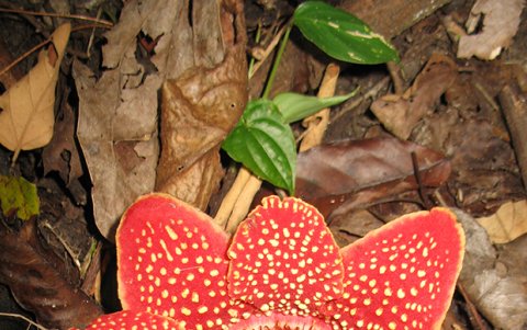 Con su olor, imitan la carroña, una forma muy inteligente de asegurarse la supervivencia.