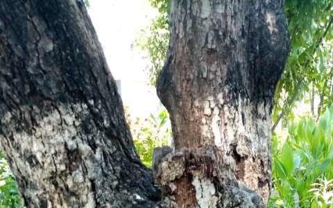 La especia permanecía seca desde hace varios años. Ningún intento por revivirla logró su objetivo.