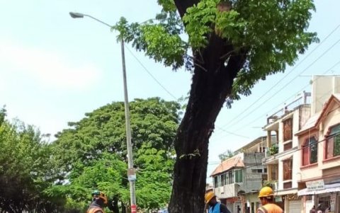 Los trabajos han empezado a ejecutarse en Sauces 6.